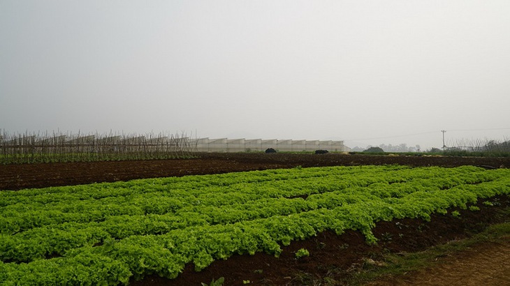 Khu vực sản xuất rau, củ quả theo tiêu chuẩn VietGAP.